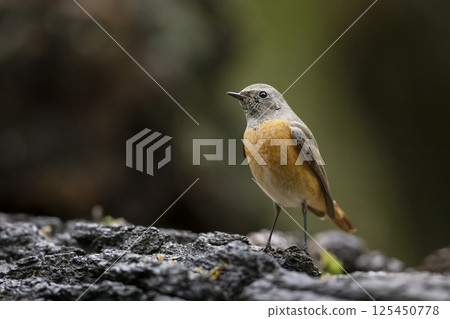 Common redstart perched on branch of tree branch (Phoenicurus phoenicurus). Beautiful bird perched on branch of tree in the forest. Wildlife in nature. Czech republic Common redstart perched on branch of tree branch (Phoenicurus phoenicurus). Beautiful bird perched on branch of tree in the forest. Wildlife in nature. Czech republic 125450778