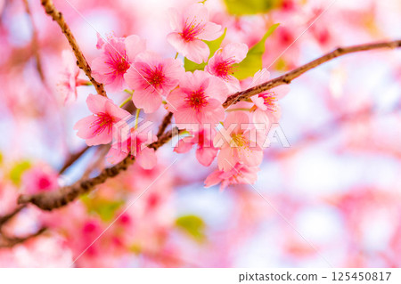 公園裡的櫻花（河津櫻花） 125450817