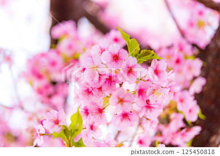 Cherry blossoms in the park (Kawazu cherry blossoms) 125450818