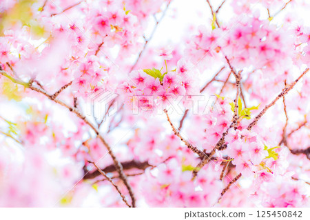 公園裡的櫻花(河津櫻花) 公園裡的櫻花(河津櫻花) 125450842