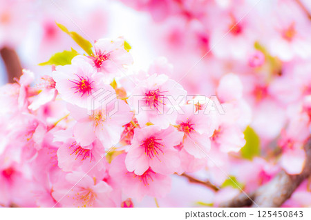 公園裡的櫻花（河津櫻花） 125450843