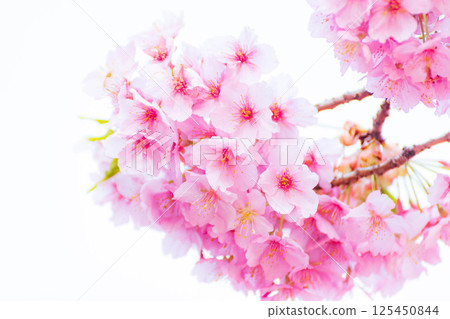 公園裡的櫻花（河津櫻花） 125450844