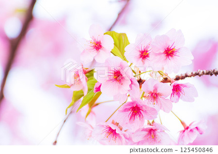 Cherry blossoms in the park (Kawazu cherry blossoms) Cherry blossoms in the park (Kawazu cherry blossoms) 125450846