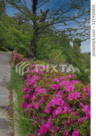 Azalea blooming landscape Azalea blooming landscape 125450893
