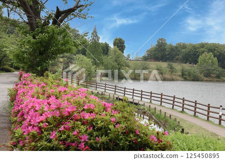 杜鵑花盛開的風景 杜鵑花盛開的風景 125450895