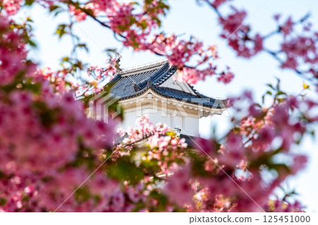 城隍與河津櫻（宇都宮城公園） 125451000