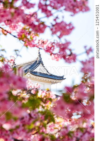 城隍與河津櫻（宇都宮城公園） 125451001