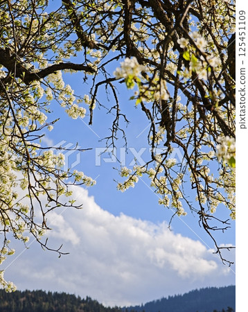 Blooming tree branches framing a cloudy blue sky over hills 125451109