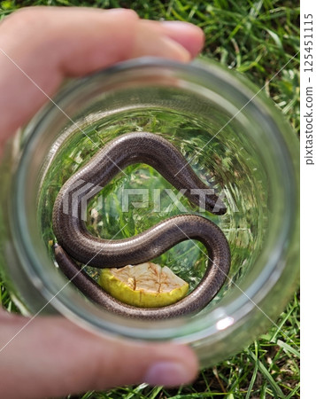 Slow worm rescued in glass jar resting on grass with apple slice Slow worm rescued in glass jar resting on grass with apple slice 125451115