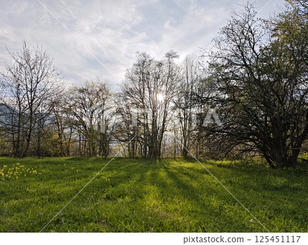 Sun shining through trees in a green meadow during spring 125451117