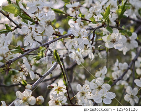 White flowers blooming on branches in spring 125451126