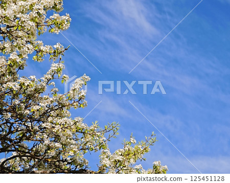 Blooming pear tree branches reaching for the blue sky 125451128