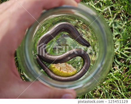 Slow worm rescued in glass jar resting on grass 125451129