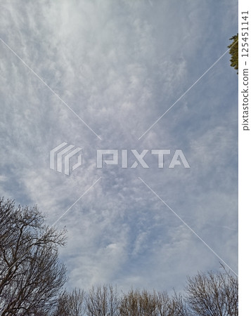 Cirrocumulus clouds filling spring sky over bare trees 125451141