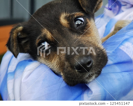 Small puppy resting its head on a blue surface Small puppy resting its head on a blue surface 125451147