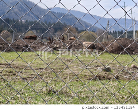 Cows grazing behind wire mesh fence in mountain landscape 125451184