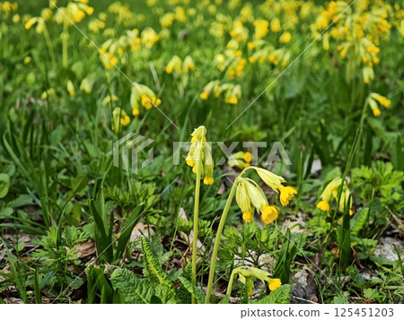 Cowslip flowers blooming in green grass during springtime 125451203