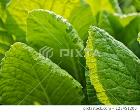 Vibrant green leaves growing in sunlight, close up of primula veris 125451206