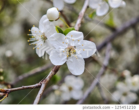 Delicate white flowers blooming on branch in spring 125451210