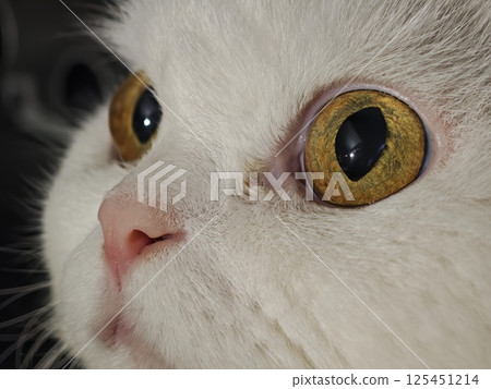 White cat showing big yellow eyes and pink nose White cat showing big yellow eyes and pink nose 125451214