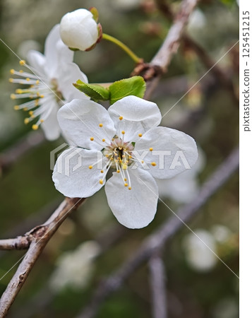 White plum blossom blooming in spring, close up of delicate petals White plum blossom blooming in spring, close up of delicate petals 125451215