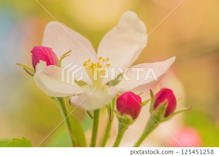 Apple blossom on tree, fine focus and natural bokeh. Spring, April. Apple blossom on tree, fine focus and natural bokeh. Spring, April. 125451258