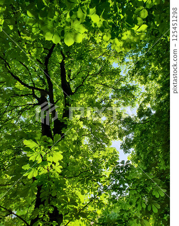 View from below into treetop of lush horse chestnut tree with fresh green leaves in backlit against bright sky at sunny spring day. Vertical springtime natural background from chestnut foliage. 125451298