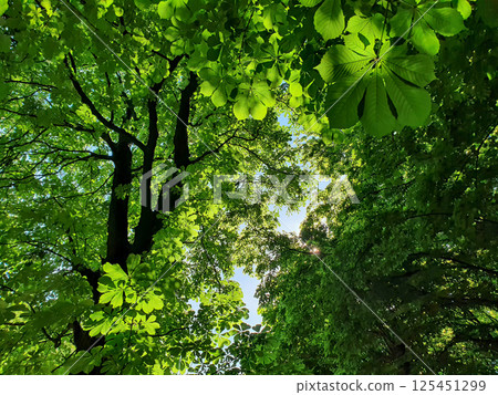 Bottom up view into treetop of lush horse chestnut tree with sunlight shining through fresh green leaves against bright sky at sunny spring day. Springtime natural background from chestnut foliage. 125451299