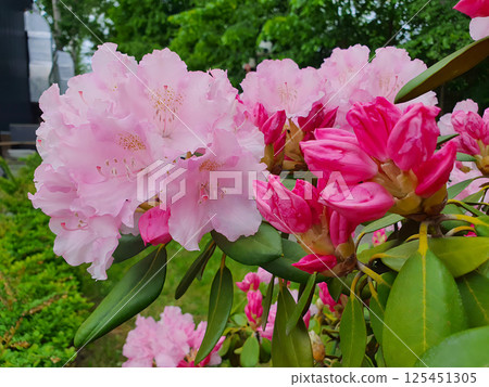 Closeup of lush blooming Rhododendron Azalea bush with bright pink flowers among fresh green leaves outdoors in ornamental botanical garden at spring day. Springtime natural background, macro shot. Closeup of lush blooming Rhododendron Azalea bush with bright pink flowers among fresh green leaves outdoors in ornamental botanical garden at spring day. Springtime natural background, macro shot. 125451305