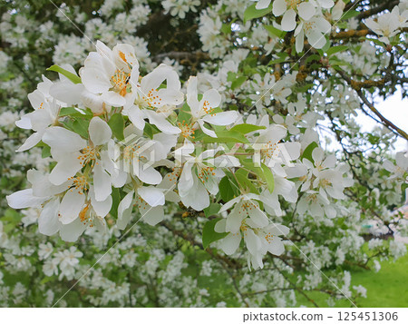 Close up of lush blooming apple tree in full blossom with white flowers on branch among fresh green leaves outdoors in spring garden. Beautiful springtime natural background, macro shot. Close up of lush blooming apple tree in full blossom with white flowers on branch among fresh green leaves outdoors in spring garden. Beautiful springtime natural background, macro shot. 125451306