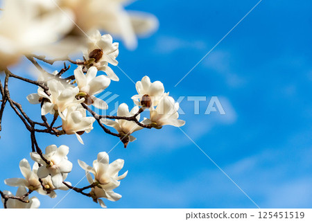 Blue Sky and Haku Mokren 125451519