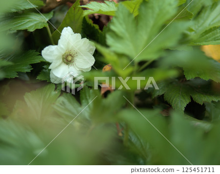 4月,植物園裡盛開的白色父島草莓 4月,植物園裡盛開的白色父島草莓 125451711