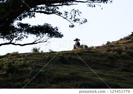 Cows living on dry grassland Cows living on dry grassland 125451779