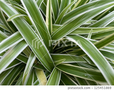 Ornamental plant Chlorophytum Comosum spider plant 125451869