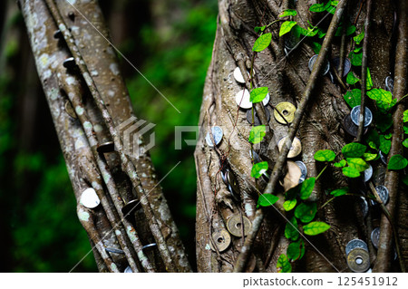 Banyan tree covered with coins 125451912