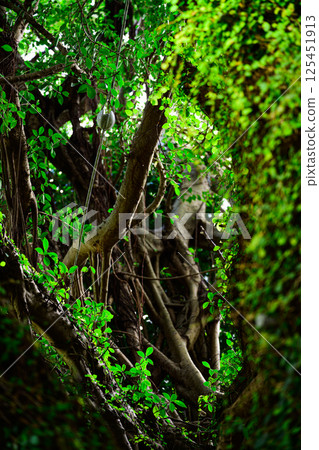 Gajumaru in the deep forest 125451913