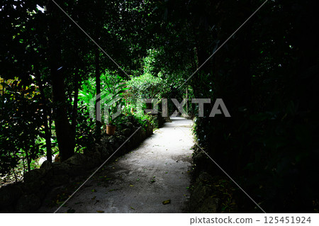 Fukugi trees in Bise Fukugi trees in Bise 125451924