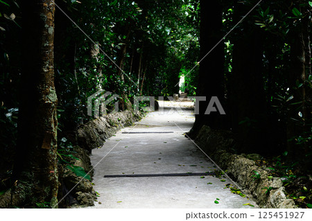 Fukugi trees in Bise 125451927