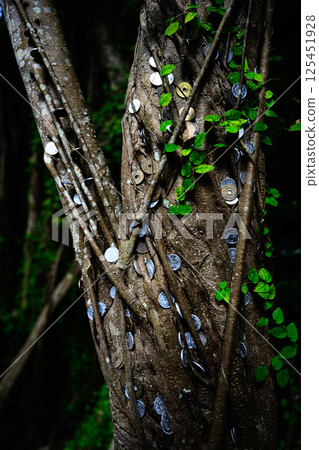 Banyan tree covered with coins 125451928