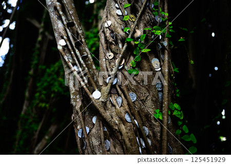 Banyan tree covered with coins Banyan tree covered with coins 125451929