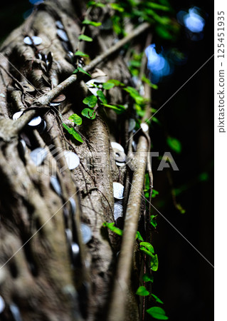 Banyan tree covered with coins 125451935