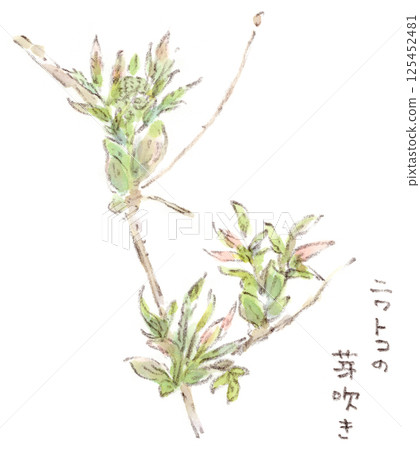 接骨木，一種早春植物，正在發芽。水彩插圖 125452481
