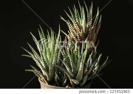 Twelve volumes 125452965