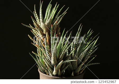 Twelve volumes 125452967