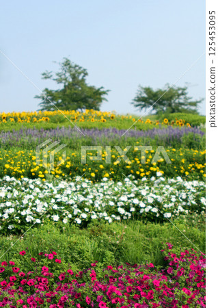 Flowers blooming all over the place 125453095