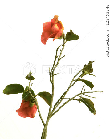 Camellia Camellia 125453346