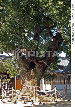 我孫子觀音的樟樹 我孫子觀音的樟樹 125453494