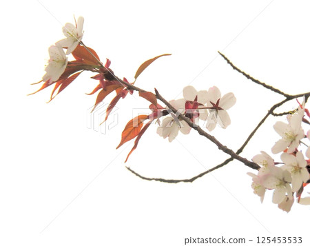 Cherry Blossoms	 125453533