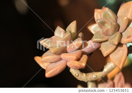多肉植物/青銅公主 125453651