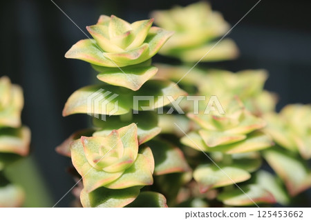 Succulents / The Little Prince 125453662